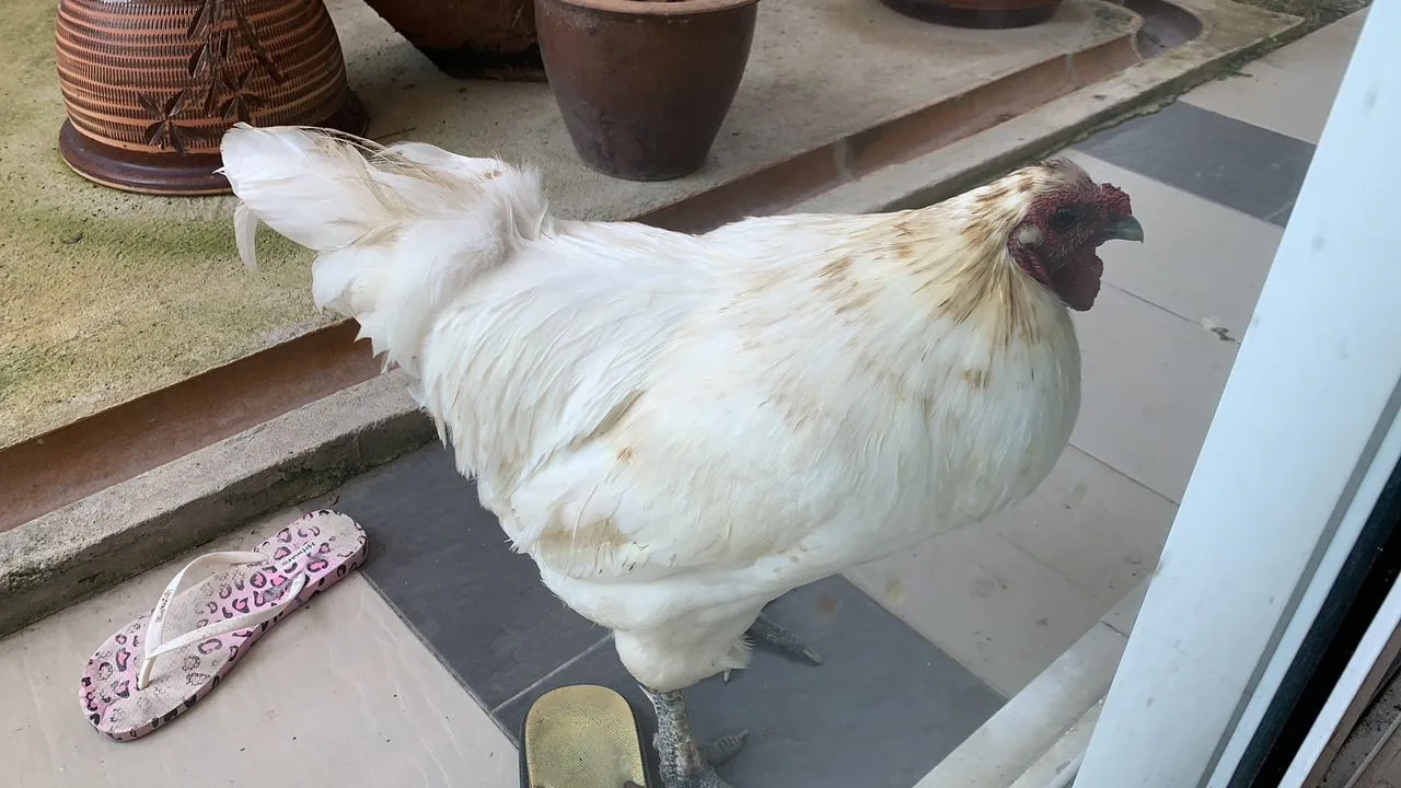 Fei Chicken