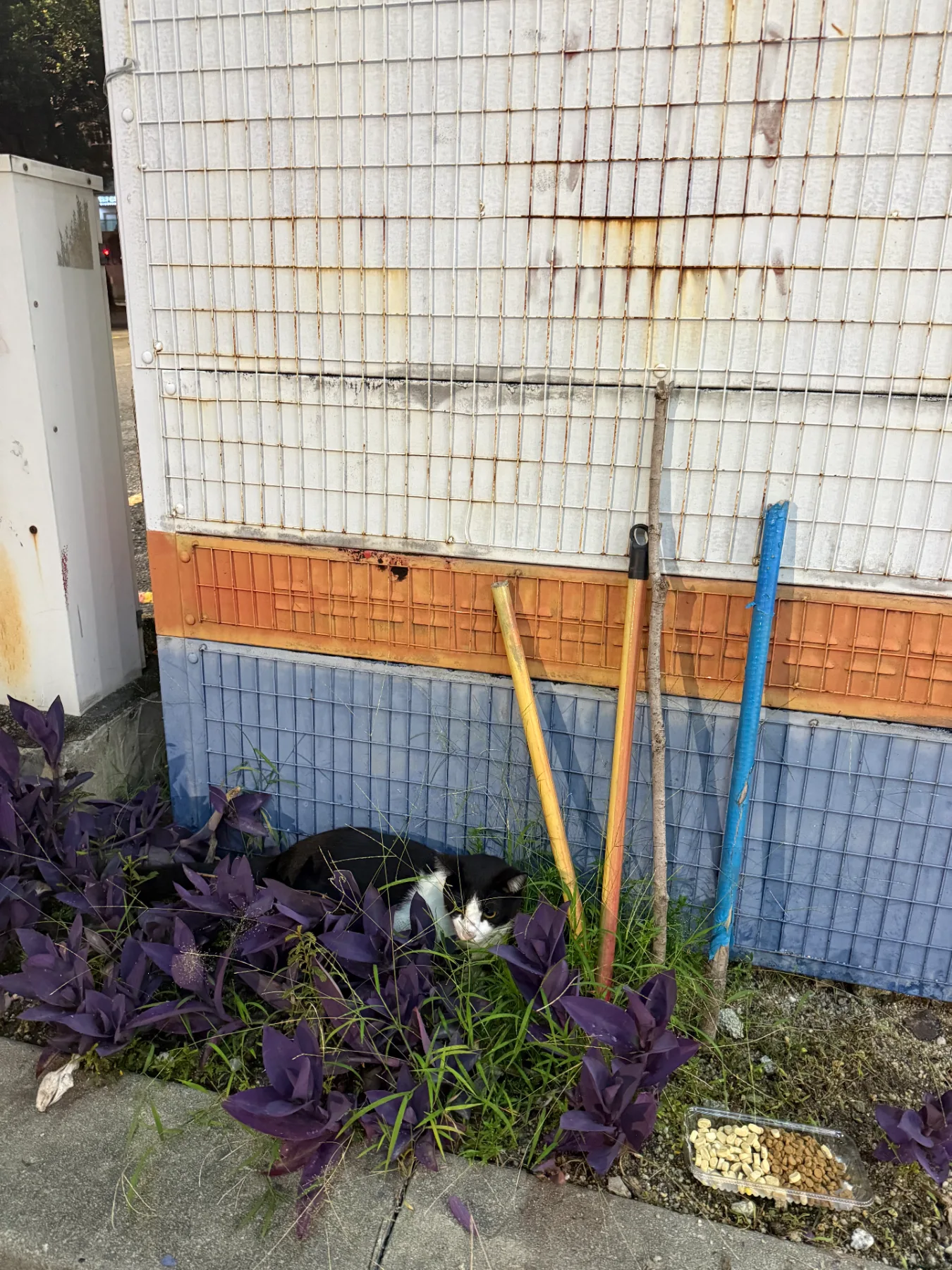 Stray cat at Kota Damansara