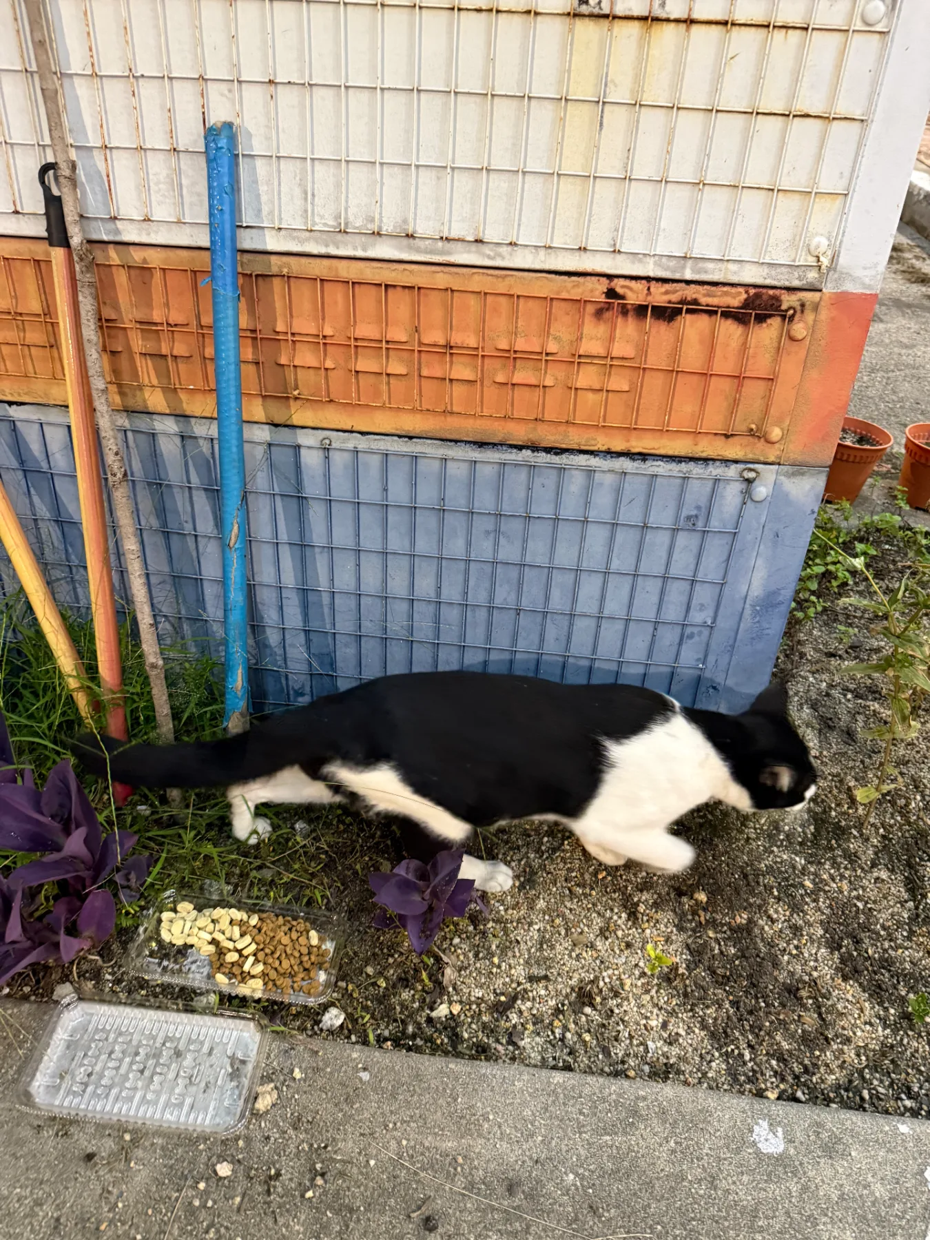 Stray cat at Kota Damansara